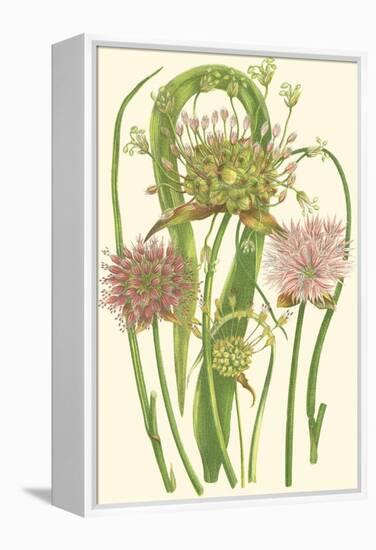 Summer Garden VI-Anne Pratt-Framed Stretched Canvas