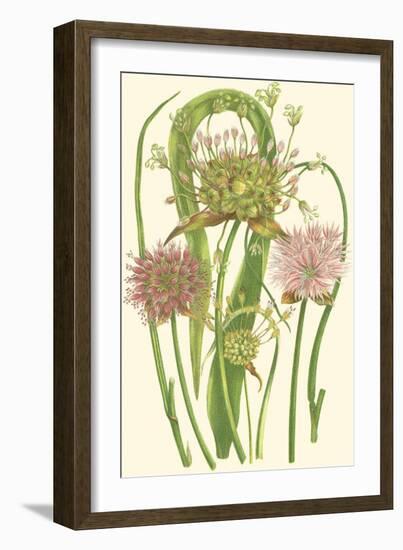 Summer Garden VI-Anne Pratt-Framed Art Print