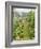 Summer Garden with Mixed Vegetables and Flowers Growing in Raised Beds with Marigolds, Norfolk, UK-Gary Smith-Framed Photographic Print