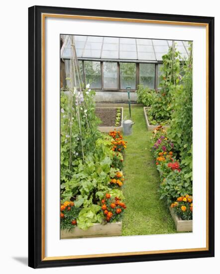 Summer Garden with Mixed Vegetables and Flowers Growing in Raised Beds with Marigolds, Norfolk, UK-Gary Smith-Framed Photographic Print