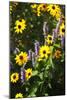 Summer Glory I-Alan Hausenflock-Mounted Photographic Print