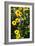 Summer Glory II-Alan Hausenflock-Framed Photographic Print