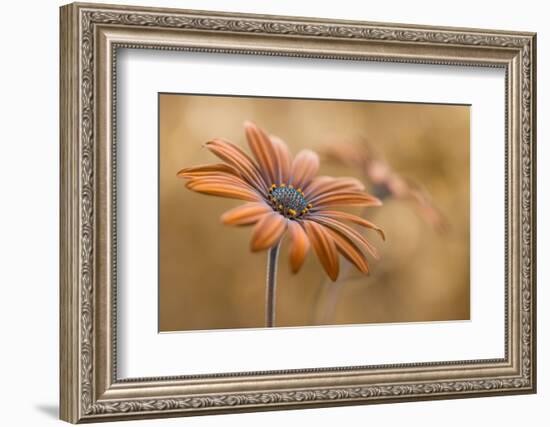Summer glow-Mandy Disher-Framed Photographic Print