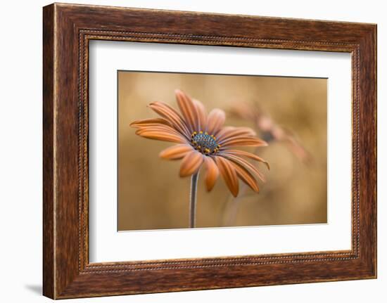 Summer glow-Mandy Disher-Framed Photographic Print