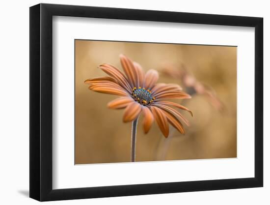 Summer glow-Mandy Disher-Framed Photographic Print