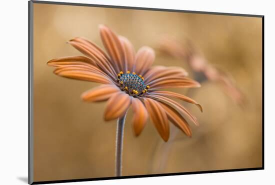 Summer glow-Mandy Disher-Mounted Photographic Print