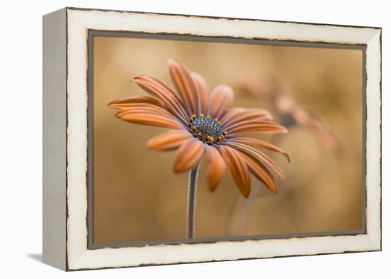 Summer glow-Mandy Disher-Framed Premier Image Canvas