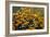 Summer Gold-Wilhelm Goebel-Framed Giclee Print