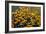 Summer Gold-Wilhelm Goebel-Framed Giclee Print