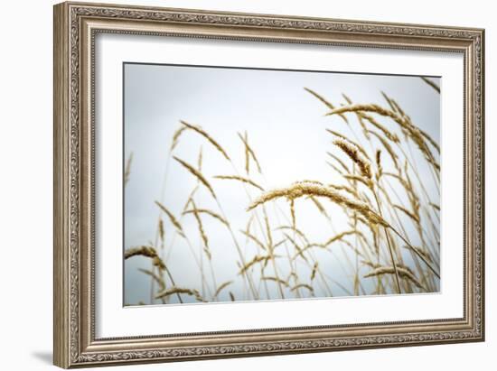 Summer Harvest-Andrew Geiger-Framed Giclee Print