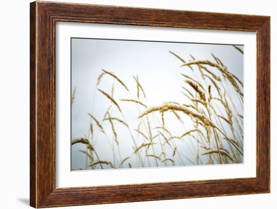 Summer Harvest-Andrew Geiger-Framed Giclee Print