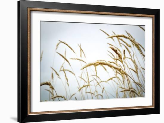 Summer Harvest-Andrew Geiger-Framed Giclee Print