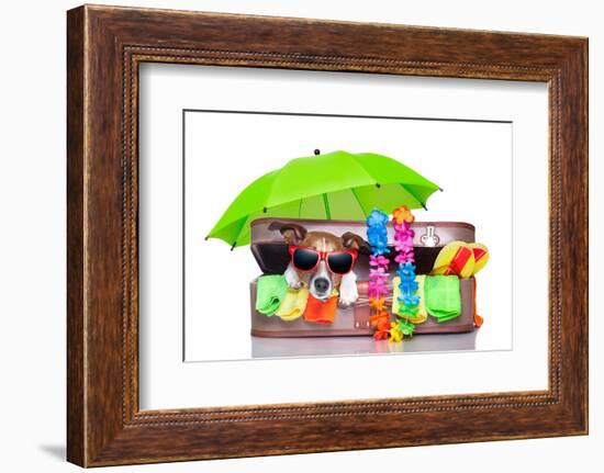 Summer Holiday Dog-Javier Brosch-Framed Photographic Print