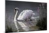 Summer Idyll - Mute Swan-Wilhelm Goebel-Mounted Giclee Print