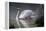 Summer Idyll - Mute Swan-Wilhelm Goebel-Framed Premier Image Canvas