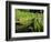 Summer in the Portland Japanese Garden, Portland, Oregon, USA-Michel Hersen-Framed Photographic Print