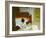 Summer Interior-Edward Hopper-Framed Giclee Print