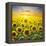 Summer Landscape: Beauty Sunset over Sunflowers Field-nadiya_sergey-Framed Premier Image Canvas