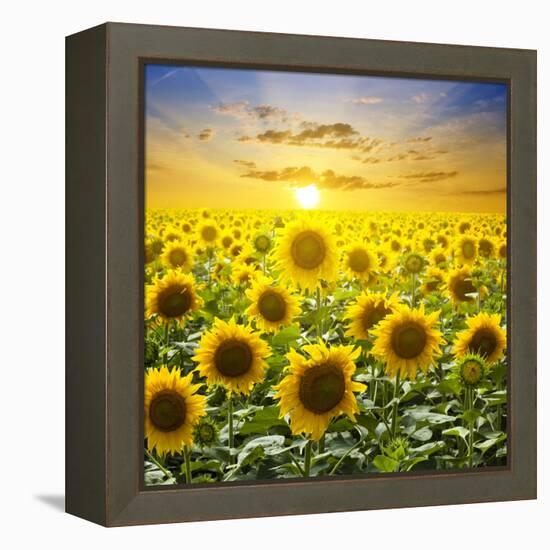 Summer Landscape: Beauty Sunset over Sunflowers Field-nadiya_sergey-Framed Premier Image Canvas