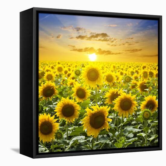 Summer Landscape: Beauty Sunset over Sunflowers Field-nadiya_sergey-Framed Premier Image Canvas