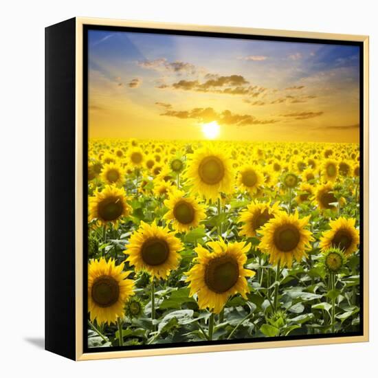 Summer Landscape: Beauty Sunset over Sunflowers Field-nadiya_sergey-Framed Premier Image Canvas