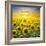 Summer Landscape: Beauty Sunset over Sunflowers Field-nadiya_sergey-Framed Photographic Print