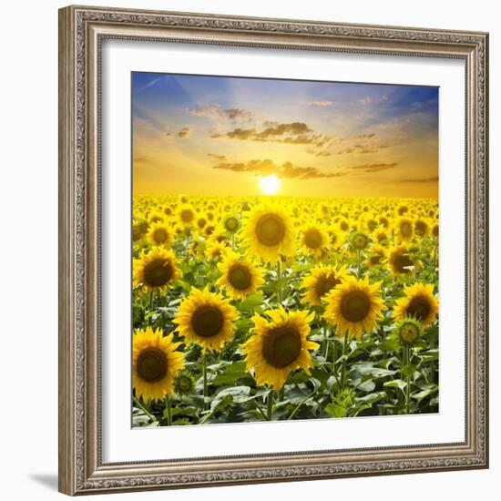 Summer Landscape: Beauty Sunset over Sunflowers Field-nadiya_sergey-Framed Photographic Print