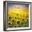 Summer Landscape: Beauty Sunset over Sunflowers Field-nadiya_sergey-Framed Photographic Print