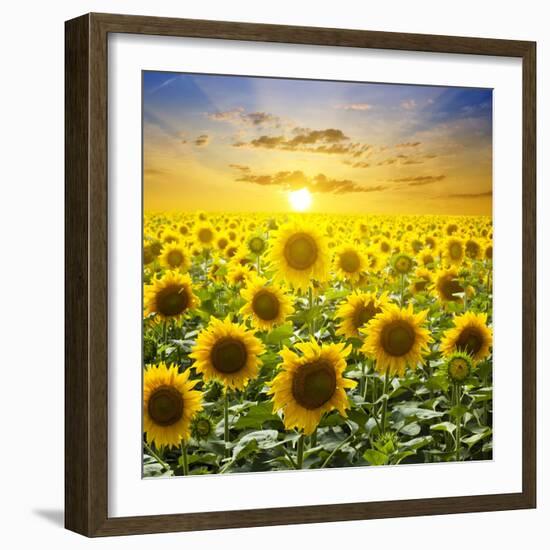 Summer Landscape: Beauty Sunset over Sunflowers Field-nadiya_sergey-Framed Photographic Print