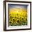 Summer Landscape: Beauty Sunset over Sunflowers Field-nadiya_sergey-Framed Photographic Print