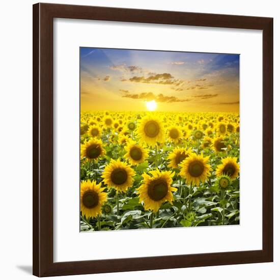 Summer Landscape: Beauty Sunset over Sunflowers Field-nadiya_sergey-Framed Photographic Print