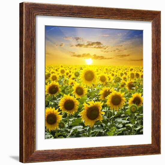 Summer Landscape: Beauty Sunset over Sunflowers Field-nadiya_sergey-Framed Photographic Print