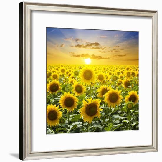 Summer Landscape: Beauty Sunset over Sunflowers Field-nadiya_sergey-Framed Photographic Print