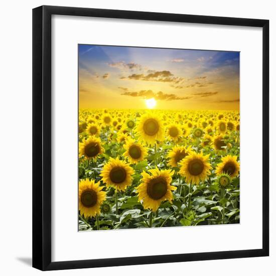 Summer Landscape: Beauty Sunset over Sunflowers Field-nadiya_sergey-Framed Photographic Print