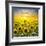 Summer Landscape: Beauty Sunset over Sunflowers Field-nadiya_sergey-Framed Photographic Print