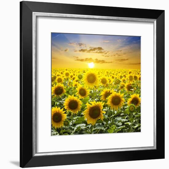 Summer Landscape: Beauty Sunset over Sunflowers Field-nadiya_sergey-Framed Photographic Print