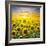 Summer Landscape: Beauty Sunset over Sunflowers Field-nadiya_sergey-Framed Photographic Print