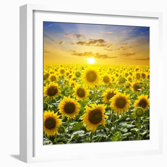 Summer Landscape: Beauty Sunset over Sunflowers Field-nadiya_sergey-Framed Photographic Print