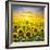 Summer Landscape: Beauty Sunset over Sunflowers Field-nadiya_sergey-Framed Photographic Print