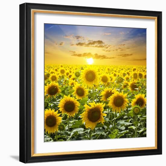 Summer Landscape: Beauty Sunset over Sunflowers Field-nadiya_sergey-Framed Photographic Print