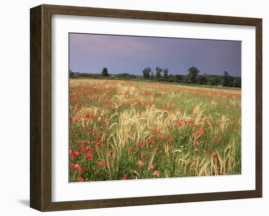 Summer Meadow with Poppies, Near Chateaumeillant, Loire Centre, Centre, France-Michael Busselle-Framed Photographic Print