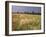 Summer Meadow with Poppies, Near Chateaumeillant, Loire Centre, Centre, France-Michael Busselle-Framed Photographic Print