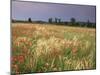 Summer Meadow with Poppies, Near Chateaumeillant, Loire Centre, Centre, France-Michael Busselle-Mounted Photographic Print