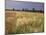 Summer Meadow with Poppies, Near Chateaumeillant, Loire Centre, Centre, France-Michael Busselle-Mounted Photographic Print