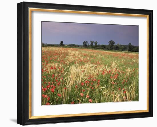 Summer Meadow with Poppies, Near Chateaumeillant, Loire Centre, Centre, France-Michael Busselle-Framed Photographic Print