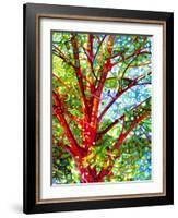 Summer Medley-Mandy Budan-Framed Giclee Print