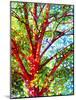 Summer Medley-Mandy Budan-Mounted Giclee Print