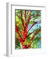 Summer Medley-Mandy Budan-Framed Giclee Print