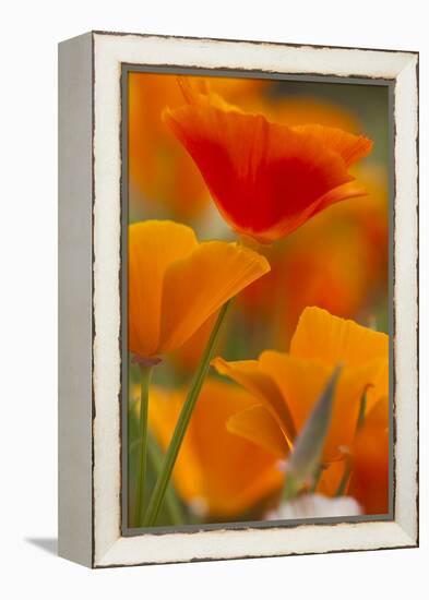 Summer Mission Bell Poppies in Full Bloom, Seattle, Washington, USA-Terry Eggers-Framed Premier Image Canvas