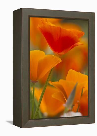 Summer Mission Bell Poppies in Full Bloom, Seattle, Washington, USA-Terry Eggers-Framed Premier Image Canvas